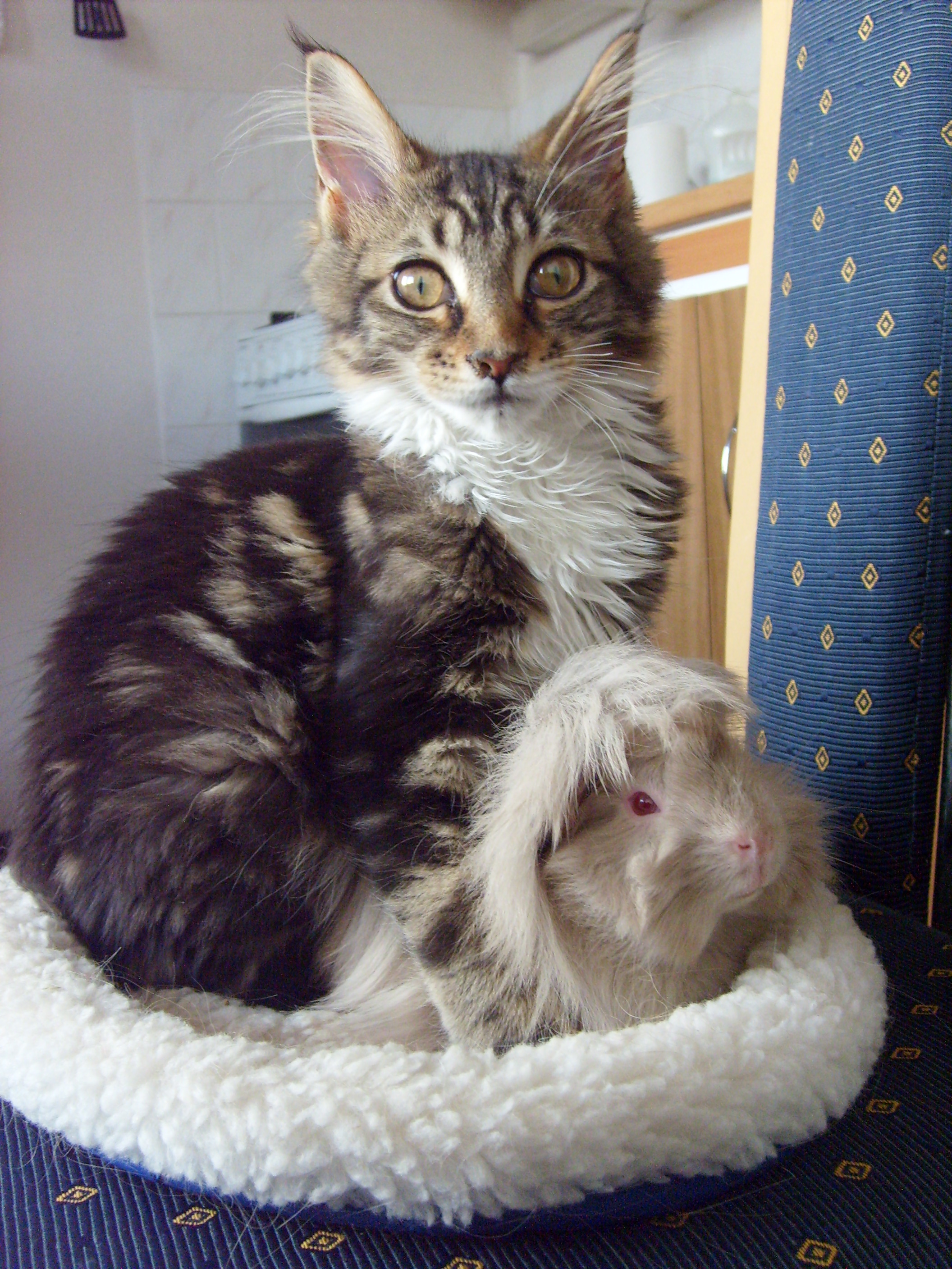 morčaci 008.JPG